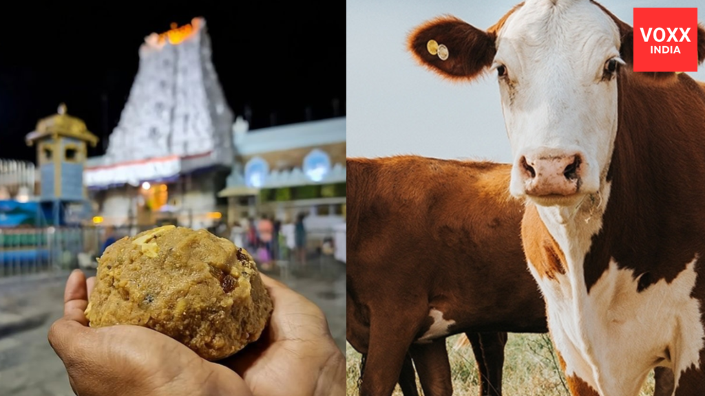 Tirupati Laddus Controversy Allegations of ‘Beef Tallow’ in Sacred Offering