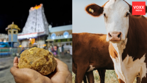 Tirupati Laddus Controversy Allegations of ‘Beef Tallow’ in Sacred Offering